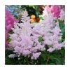 Astilbe japonica 'Europa' | 3L Pot -June Plants Sales Store PL9239168 main image 01a2