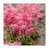 Astilbe 'Freya' | 3L Pot 1 Astilbe 'Freya' | 3L Pot -June Plants Sales Store PL9239170 main image 0806