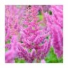 Astilbe x arendsii 'Razzle Dazzle' | 3L Pot