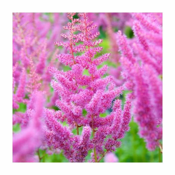 Astilbe x arendsii 'Razzle Dazzle' | 3L Pot 3 Astilbe x arendsii 'Razzle Dazzle' | 3L Pot