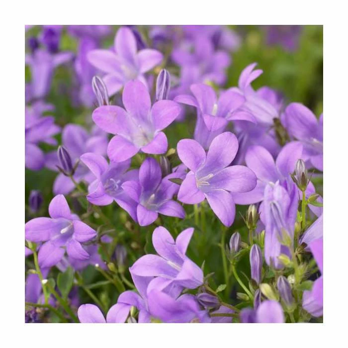 Campanula portenschlagiana 'Sago' | 3L Pot 3 Campanula portenschlagiana 'Sago' | 3L Pot