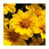 Coreopsis grandiflora 'Corey Single Gold' | 2L Pot 1 Coreopsis grandiflora 'Corey Single Gold' | 2L Pot -June Plants Sales Store PL9239176 main image 1719