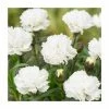 Dianthus 'Scented Memories' | 2L Pot 1 Dianthus 'Scented Memories' | 2L Pot -June Plants Sales Store PL9239177 main image f8e0