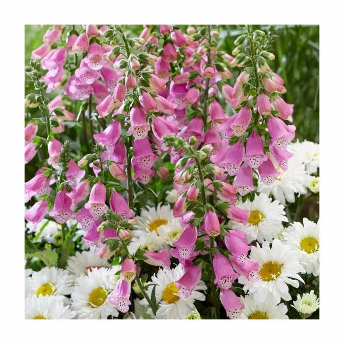 Digitalis 'Pink Panther' | 3L Pot 3 Digitalis 'Pink Panther' | 3L Pot