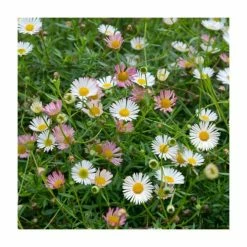 Erigeron karvinskianus 'Sea of Blossom' | 3L Pot -June Plants Sales Store PL9239179 add image 1 3eb4