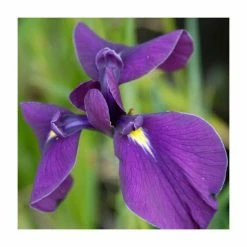 Iris ensata 'Variegata' | Japanese Iris | 3L Pot