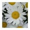 Leucanthemum 'Madonna' | 3L Pot -June Plants Sales Store PL9239189 main image f747