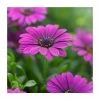 Osteospermum 'Tresco Purple' | 3L Pot -June Plants Sales Store PL9239191 main image a0fd