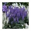 Salvia x sylvestris 'Blue Hill' | Blauhugel Sage | 2L Pot 1 Salvia x sylvestris 'Blue Hill' | Blauhugel Sage | 2L Pot -June Plants Sales Store PL9239194 main image 6dbf