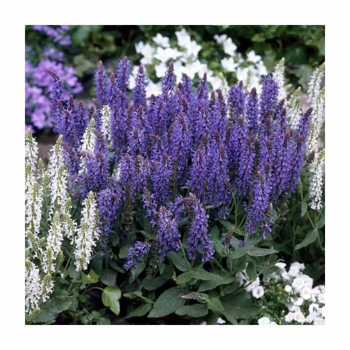 Salvia x sylvestris 'Blue Hill' | Blauhugel Sage | 2L Pot 3 Salvia x sylvestris 'Blue Hill' | Blauhugel Sage | 2L Pot