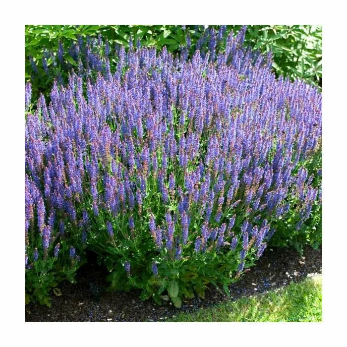Salvia x sylvestris 'Blue Hill' | Blauhugel Sage | 2L Pot 4 Salvia x sylvestris 'Blue Hill' | Blauhugel Sage | 2L Pot - Image 2