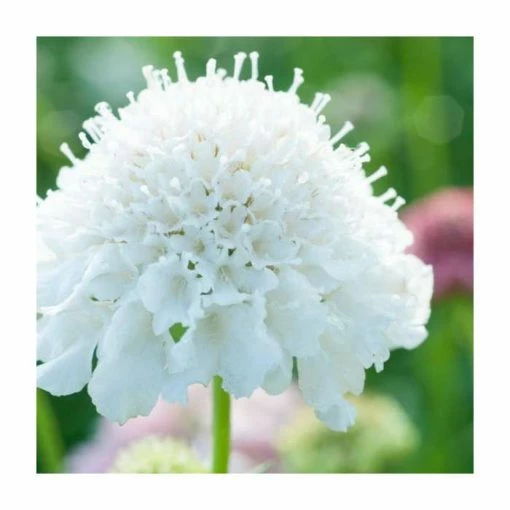 Scabiosa columbaria 'Flutter Pure White' | Dove Pincushion | 3L Pot -June Plants Sales Store PL9239196 main image ad88