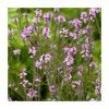 Verbena officinalis var. grandiflora 'Bampton' | 3L Pot -June Plants Sales Store PL9239198 main image e254