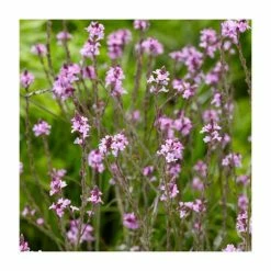 Verbena officinalis var. grandiflora 'Bampton' | 3L Pot