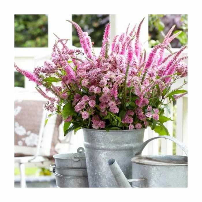 Veronica 'Ronica Fuchsia' | Speedwell | 3L Pot 3 Veronica 'Ronica Fuchsia' | Speedwell | 3L Pot