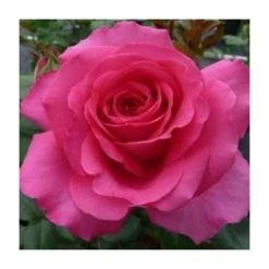 Save 9 Lives | Floribunda Rose -June Plants Sales Store PL925098 add image 1 ca6f