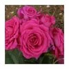 Save 9 Lives | Floribunda Rose -June Plants Sales Store PL925098 main image e9cc