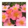 Simple Peach | Shrub Rose -June Plants Sales Store PL925105 main image fc40