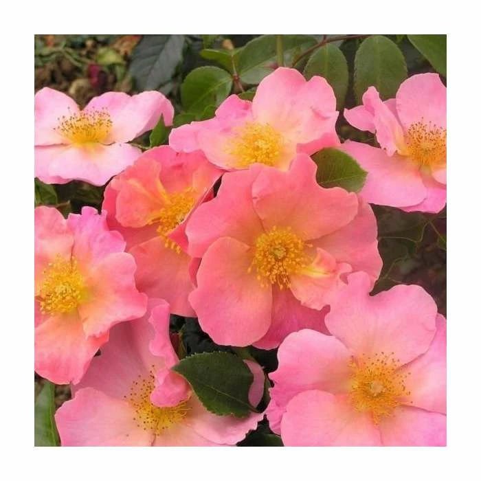 Simple Peach | Shrub Rose 3 Simple Peach | Shrub Rose