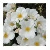 Simple White | Shrub Rose -June Plants Sales Store PL925106 main image 24a3