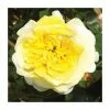Sun & The Heart' Potted Rose | 5L Pot -June Plants Sales Store PL925108 main image cf3c