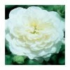 Silver Wedding 25th Anniversary | Floribunda Rose -June Plants Sales Store PL925113 main image 76b0