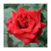 Special Dad | Hybrid Tea Rose -June Plants Sales Store PL925114 main image 315f