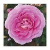 Special Mum | Floribunda Rose 2 Special Mum | Floribunda Rose -June Plants Sales Store PL925116 main image ef36