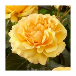 Amber Queen | Floribunda Rose