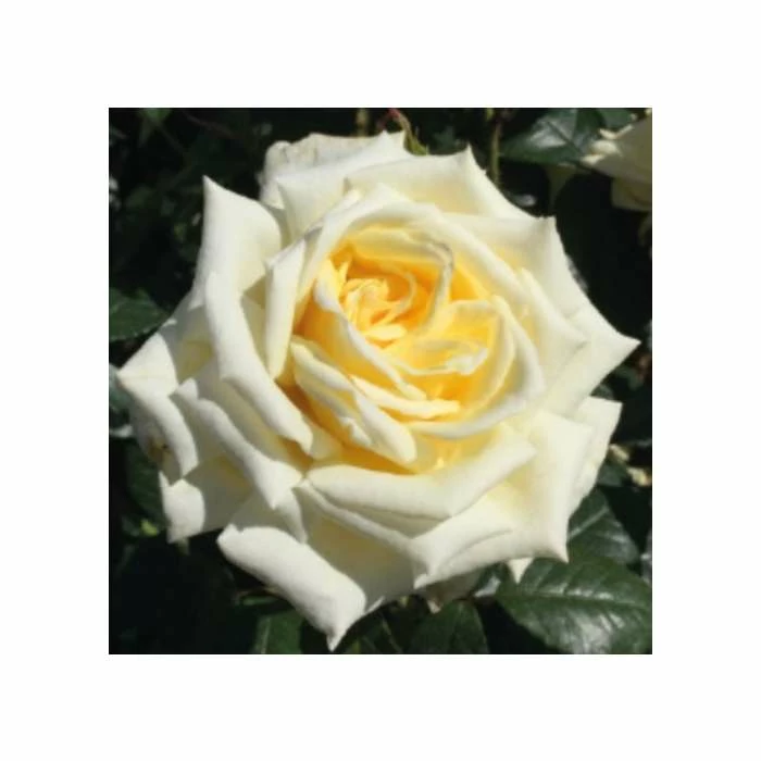 At Peace | Hybrid Tea Rose 4 At Peace | Hybrid Tea Rose - Image 2