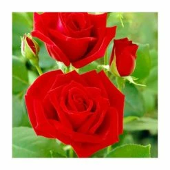 Ena Harkness | Climbing Rose