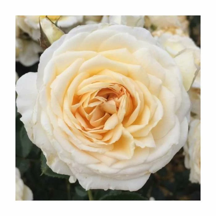 Happy Birthday Cream | Floribunda Rose 3 Happy Birthday Cream | Floribunda Rose