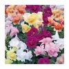 Antirrhinum 'Twinny' Mix | 20 Pack | Garden Ready Bedding -June Plants Sales Store PL925221 main image fcc2
