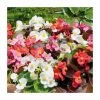 Begonia semp 'Devil's Delight' Mix |20 Pack | Garden Ready Bedding -June Plants Sales Store PL925222 main image 2371