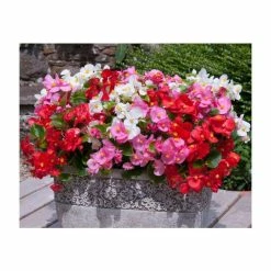 Begonia semp 'Heaven' Mix | 20 Pack | Garden Ready Bedding -June Plants Sales Store PL925223 add image 1 0e9f