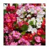 Begonia semp 'Heaven' Mix | 20 Pack | Garden Ready Bedding -June Plants Sales Store PL925223 main image 419d