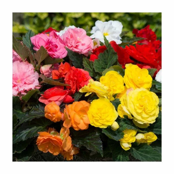 Begonia 'Nonstop' Mix | 20 Pack | Garden Ready Bedding 3 Begonia 'Nonstop' Mix | 20 Pack | Garden Ready Bedding