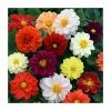Dahlia 'Figaro' Mix | 20 Pack | Garden Ready Bedding -June Plants Sales Store PL925226 main image 034d