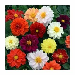 Dahlia 'Figaro' Mix | 20 Pack | Garden Ready Bedding