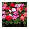Geranium 'Palladium' Mix | 20 Pack | Garden Ready Bedding -June Plants Sales Store PL925227 main image 0249