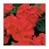 Geranium 'Palladium Red Shades' | 20 Pack | Garden Ready Bedding -June Plants Sales Store PL925228 main image c2f8