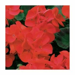 Geranium 'Palladium Red Shades' | 20 Pack | Garden Ready Bedding