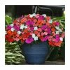 Impatiens 'Beacon' Mix | 20 Pack | Garden Ready Bedding -June Plants Sales Store PL925229 main image afde