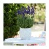 Lavandula 'Blue Spear' | 20 Pack | Garden Ready Bedding 1 Lavandula 'Blue Spear' | 20 Pack | Garden Ready Bedding -June Plants Sales Store PL925230 main image 62f1