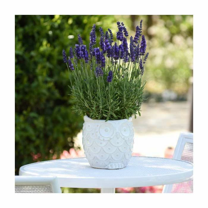 Lavandula 'Blue Spear' | 20 Pack | Garden Ready Bedding 3 Lavandula 'Blue Spear' | 20 Pack | Garden Ready Bedding