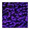 Lobelia 'Crystal Palace' | 20 Pack | Garden Ready Bedding -June Plants Sales Store PL925231 main image f33d