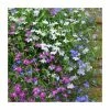 Lobelia 'Wonderfall' Mix | 20 Pack | Garden Ready Bedding 2 Lobelia 'Wonderfall' Mix | 20 Pack | Garden Ready Bedding -June Plants Sales Store PL925232 main image 33ae