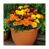 Marigold 'French Durango' Mix | 20 Pack | Garden Ready Bedding -June Plants Sales Store PL925233 main image 2c03