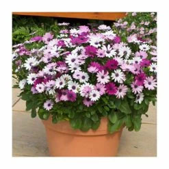 Osteospermum 'Berries and Cream' | 20 Pack | Garden Ready Bedding -June Plants Sales Store PL925234 add image 1 7d80