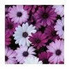 Osteospermum 'Berries and Cream' | 20 Pack | Garden Ready Bedding -June Plants Sales Store PL925234 main image 6218